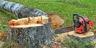 Best Root Management and Removal  in Fort Belvoir, VA