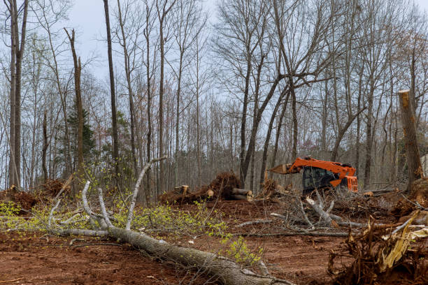 Best Stump Grinding and Removal  in Fort Belvoir, VA