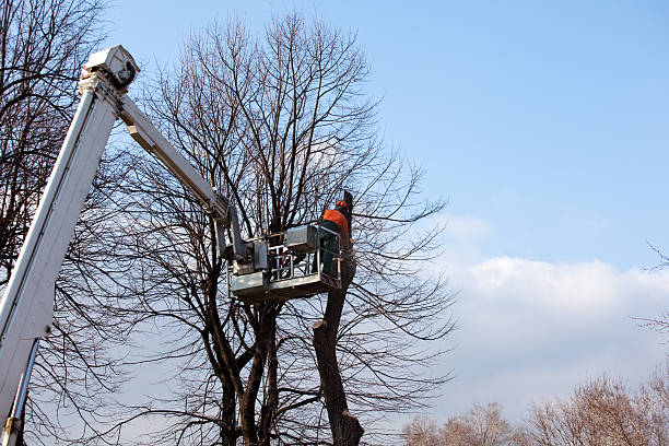 Best Seasonal Cleanup (Spring/Fall)  in Fort Belvoir, VA